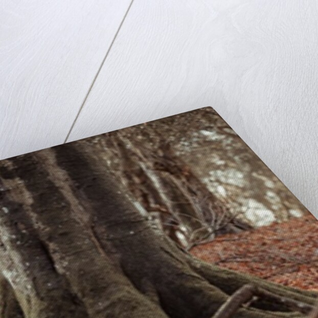 Horse in forest by Assaf Frank